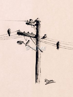 Dessin original à l'encre de Chine représentant des oiseaux sur des fils et un poteau électriques ©Ysae illustrations