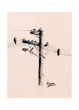 Impression laser d'un dessin original à l'encre de Chine représentant des oiseaux sur des fils et un poteau électriques ©Ysae illustrations