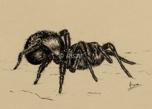 Dessin original à l'encre d'une araignée ©Ysae illustrations