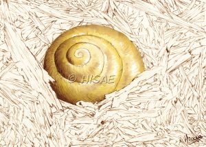 Dessin original aux encres de couleurs sur un chevalet représentant une coquille d'escargot vide dans des copeaux ©Ysae illustrations