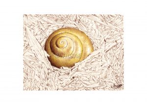 Impression laser d'un dessin aux encres de couleurs sur un chevalet représentant une coquille d'escargot vide dans des copeaux ©Ysae illustrations