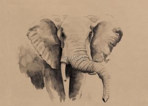 Dessin original à l'encre de Chine représentant un éléphant d'Afrique ©Ysae illustrations