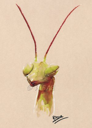 Dessin original à l'encre verte représentant une tête de mante religieuse ©Ysae illustrations