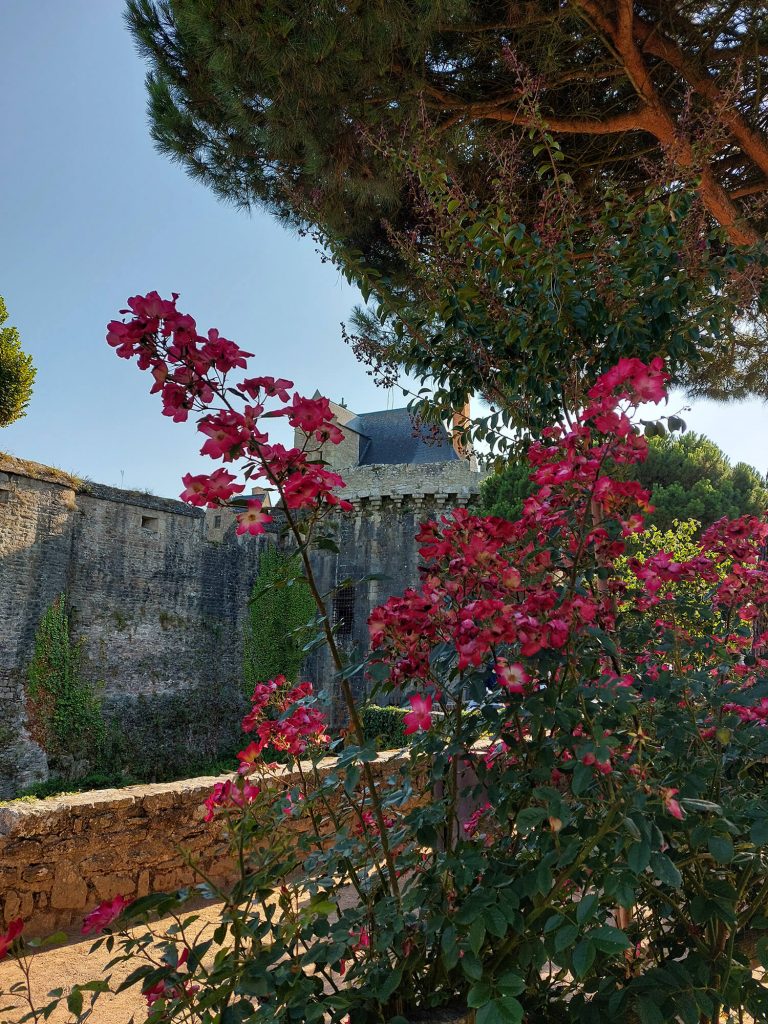 Photographie du château de Clisson prise derrière un parterre de fleurs roses ©Ysae illustrations