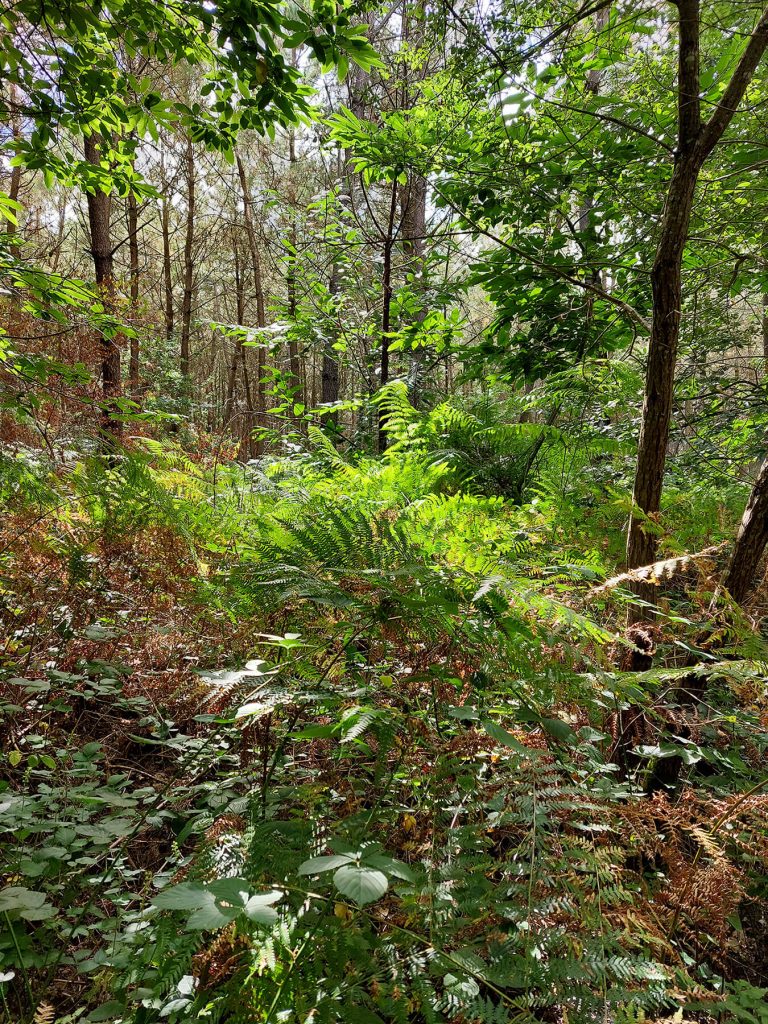Photographie des fougères de la forêt de Touffou ©Ysae illustrations