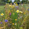 Photographie des fleurs du jardin du château de Rochefort-en-Terre ©Ysae illustrations