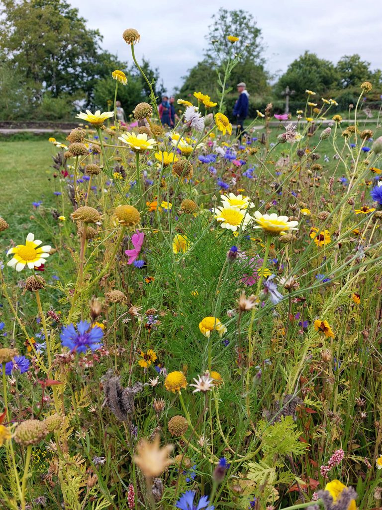 Photographie des fleurs du jardin du château de Rochefort-en-Terre ©Ysae illustrations
