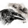 Impression laser format d'un dessin original à l'encre de Chine représentant une tête de corbeau de profil ©Ysae illustrations