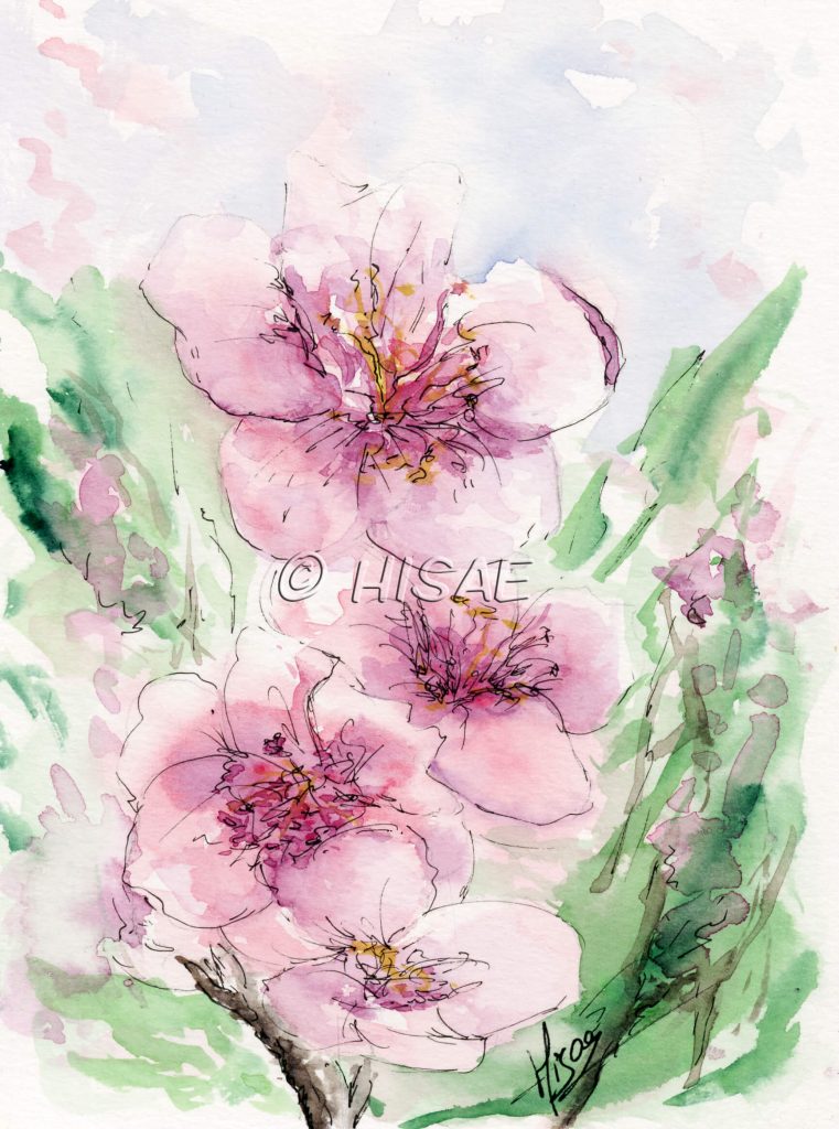 Aquarelle originale représentant des fleurs de cerisiers japonais @Ysae illustrations