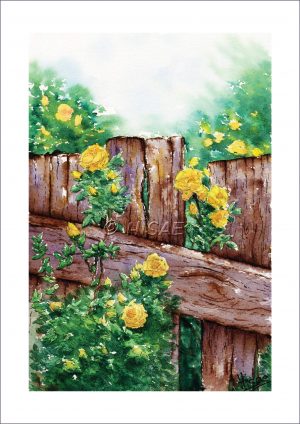 Impression format carte postale d'un dessin original réalisé à l'encre et à l'aquarelle représentant des roses jaunes grimpant le long d'une barrière en bois @Ysae illustration