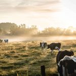 Vaches dans un pré (Irlande) @Lukas Hartmann