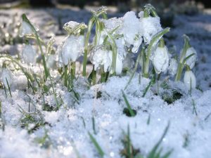 Perce-neiges pris dans du givre en train de fondre @Gareth Baker