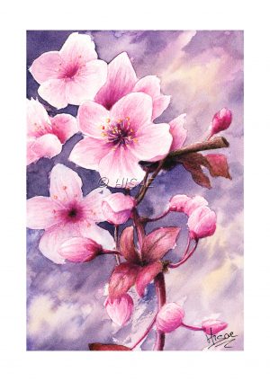 Dessin à l'aquarelle représentant une branche de cerisier japonais et ses fleurs @Ysae illustrations