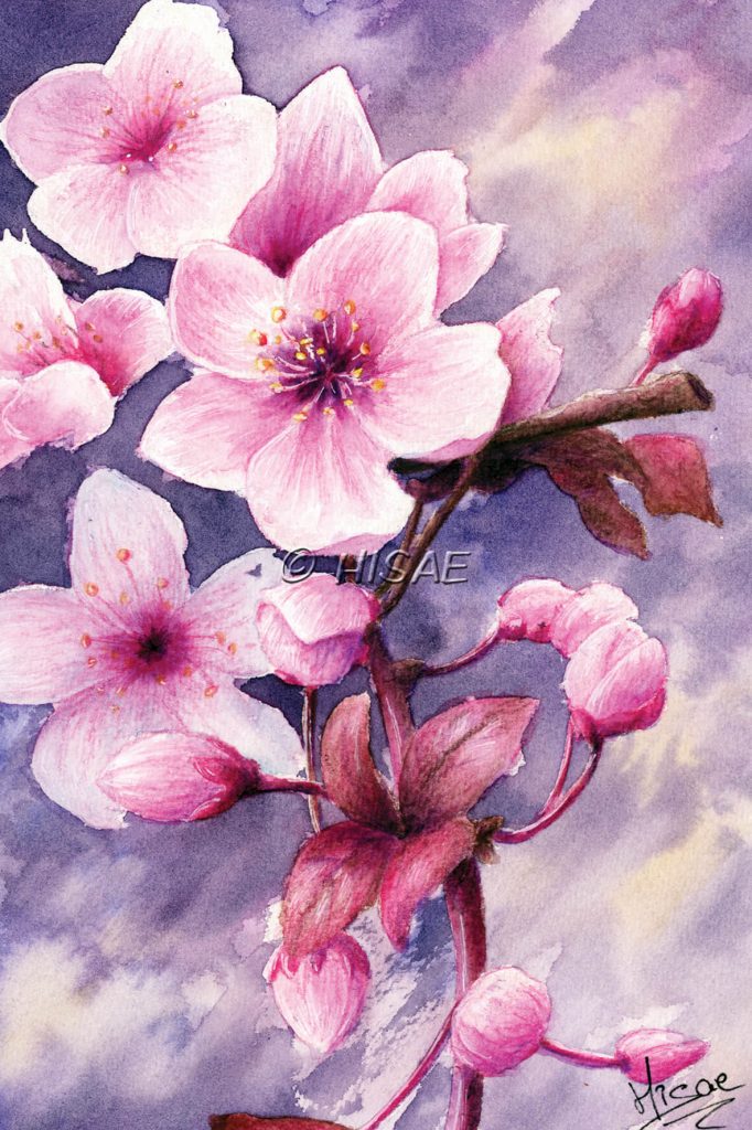 Dessin à l'aquarelle représentant une branche de cerisier japonais et ses fleurs en format carte postale @Ysae illustrations