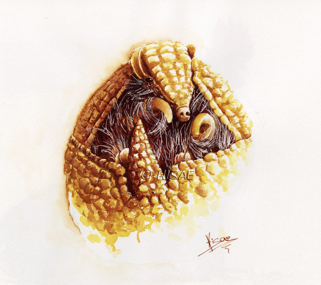 Dessin à l'encre représentant un tatou réalisé pour l'inktober 2022 @Ysae illustrations