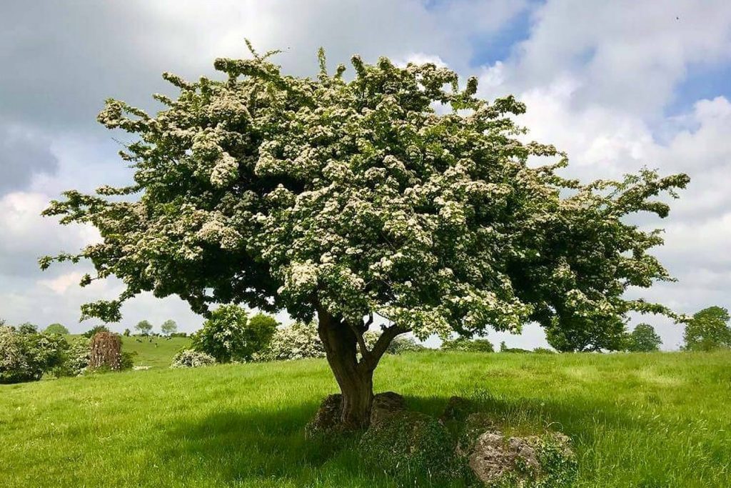 Aubépine en fleurs sur la colline de Uisneach en Irlande