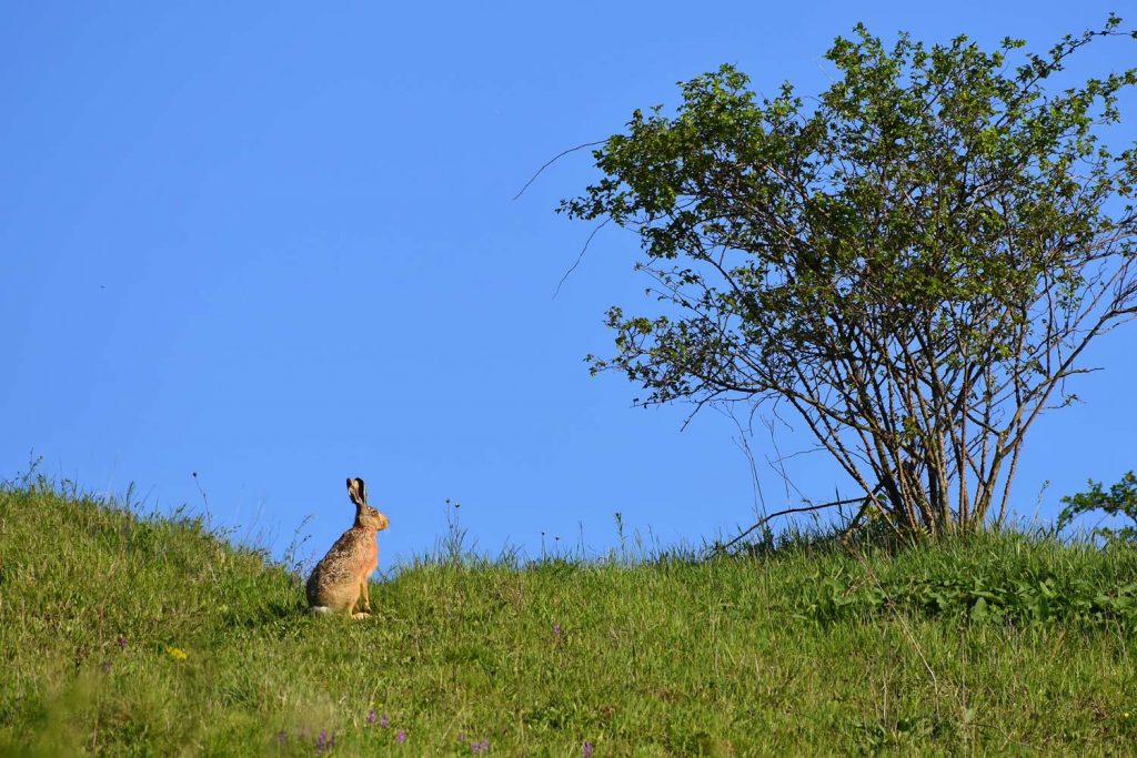 Lièvre sur la colline de Uisneach, connu pour voler le lait à May Day
