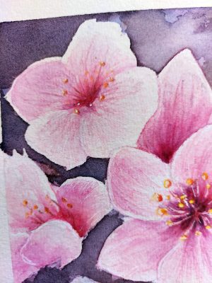 Détail d'un dessin original à l'aquarelle représentant une branche de cerisier japonais et ses fleurs @Ysae illustrations