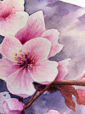 Détail d'un dessin original à l'aquarelle représentant une branche de cerisier japonais et ses fleurs @Ysae illustrations