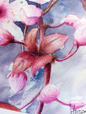 Détail d'un dessin original à l'aquarelle représentant une branche de cerisier japonais et ses fleurs @Ysae illustrations