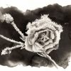 Dessin à l'encre de Chine représentant une rose gelée et réalisé dans le cadre du challenge artistique Inktober 2023 pour le mot "Frost" @Ysae illustrations