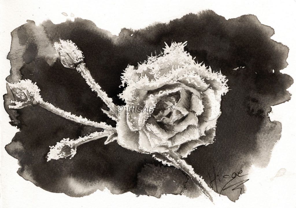 Dessin à l'encre de Chine représentant une rose gelée et réalisé dans le cadre du challenge artistique Inktober 2023 pour le mot "Frost" @Ysae illustrations