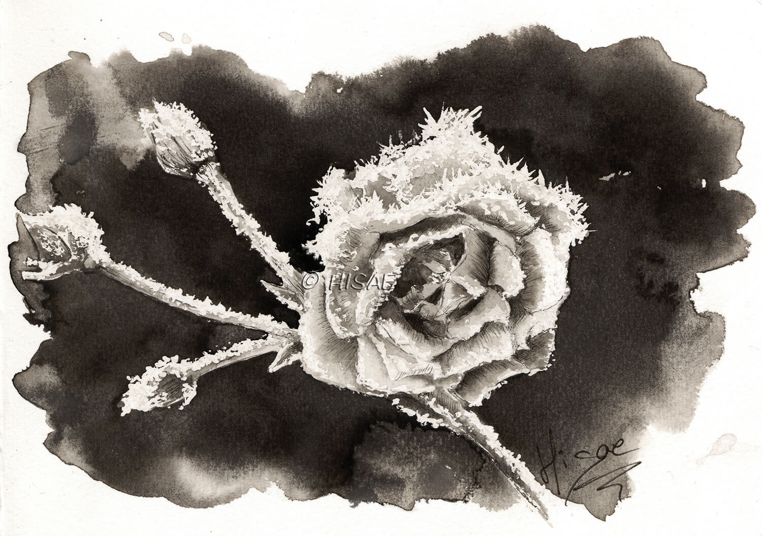 Dessin à l'encre de Chine représentant une rose gelée et réalisé dans le cadre du challenge artistique Inktober 2023 pour le mot "Frost" @Ysae illustrations