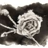 Dessin à l'encre de Chine en noir et blanc format carte postale représentant une rose recouverte de givre @Ysae illustrations