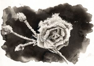 Dessin à l'encre de Chine en noir et blanc format carte postale représentant une rose recouverte de givre @Ysae illustrations