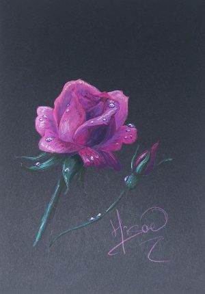 Dessin original à la gouache avec des rehauts de crayons de couleur représentant une rose dont les pétales sont parsemées de gouttelettes de la rosée du matin @Ysae illustrations