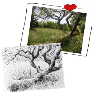 Dessin en noir et blanc à l'encre de Chine d'un poirier tordu et la photo dont il est tiré @Ysae illustrations pour le dessin @Pilou Pixel pour la photo