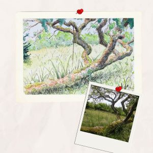 Aquarelle personnalisée représentant un vieux poirier affaissé @Ysae illustrations pour l'aquarelle et @Pilou Pixel pour la photo