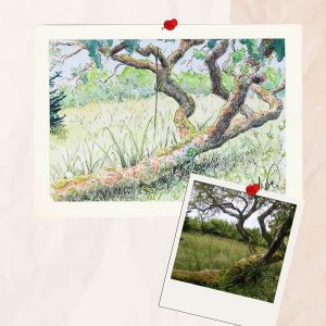 Aquarelle personnalisée représentant un vieux poirier affaissé @Ysae illustrations pour l'aquarelle et @Pilou Pixel pour la photo